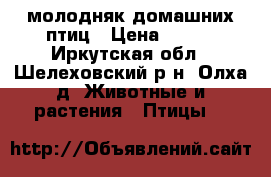 молодняк домашних птиц › Цена ­ 100 - Иркутская обл., Шелеховский р-н, Олха д. Животные и растения » Птицы   